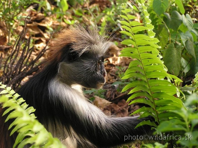 P8300434 x.jpg - Zanzibar Red Colobus Monkey (Piliocolobus kirkii), 2006